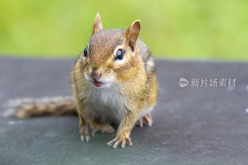 花栗鼠(Tamias striatus)聚焦脸部